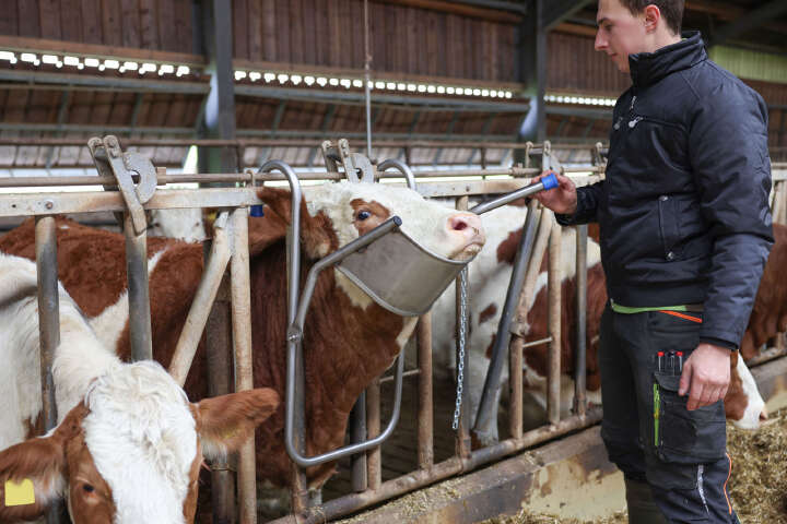 Vink Kopfstütze für Rinder